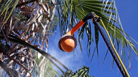 Traitement avec des nématodes entomopathogènes contre le charançon rouge du palmier. ©Vegetech